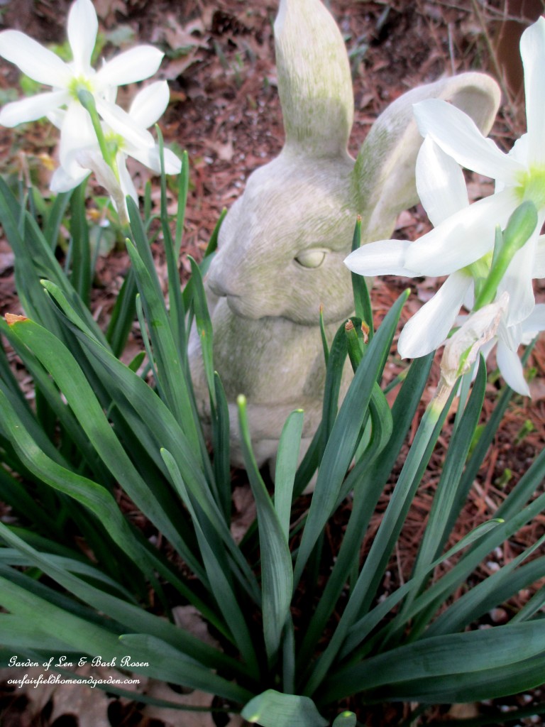 Garden Rabbit