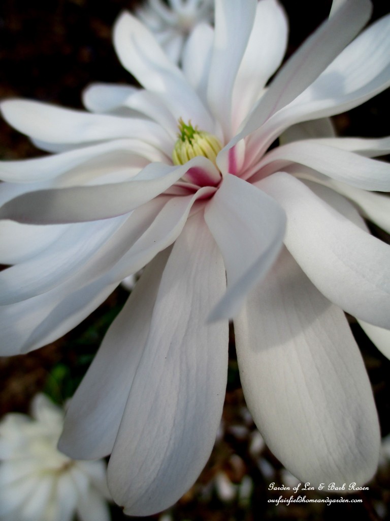 Star Magnolia