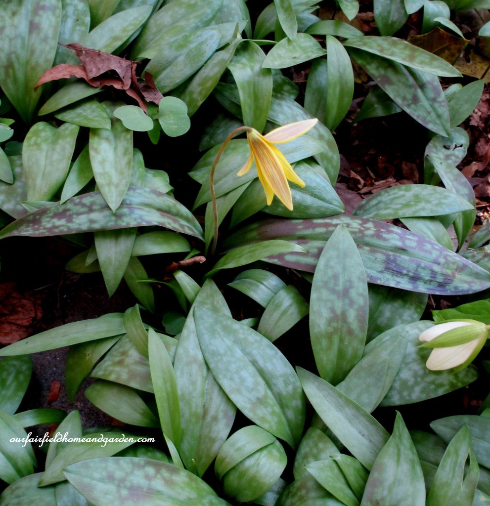 Trout Lily https://ourfairfieldhomeandgarden.com/field-trip-mt-cuba-centers-10th-annual-wildflower-celebration/