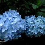 Garden Divas https://ourfairfieldhomeandgarden.com/two-new-garden-divas/