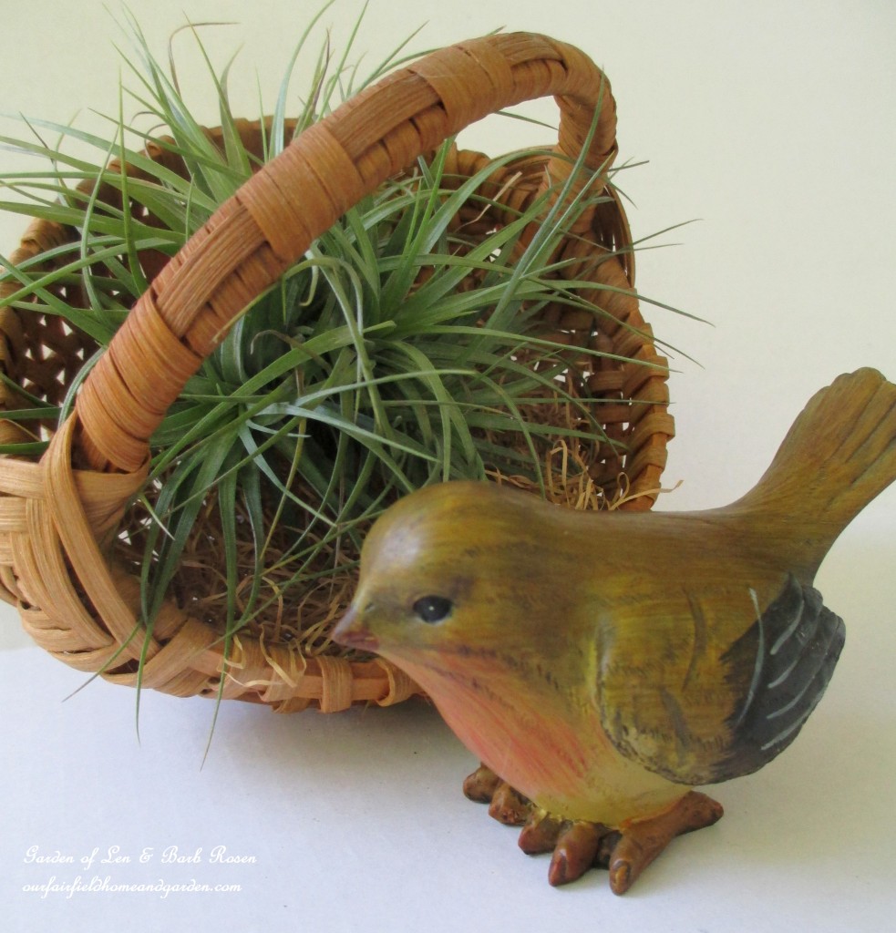 air plants https://ourfairfieldhomeandgarden.com/air-plant-palette/