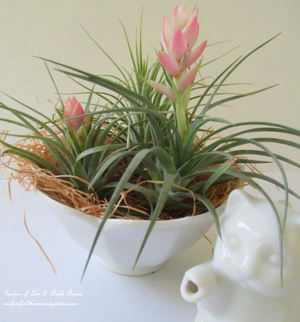 air plants https://ourfairfieldhomeandgarden.com/air-plant-palette/