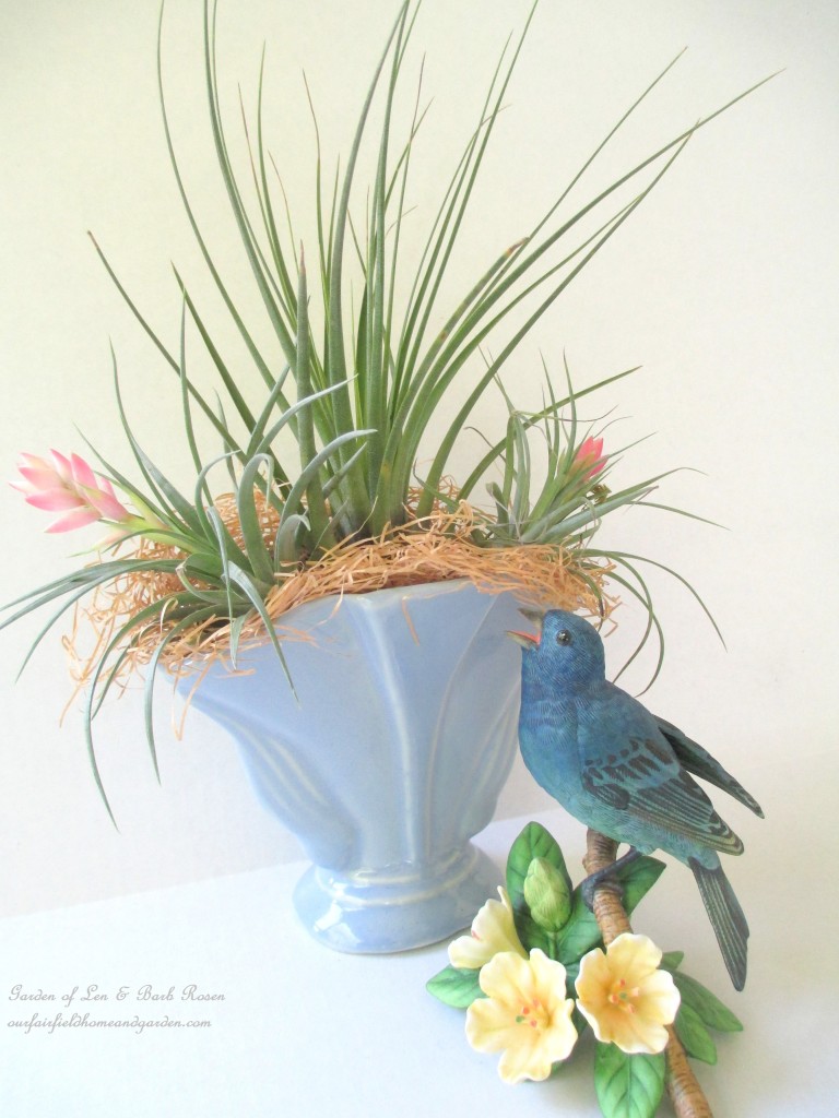 air plants https://ourfairfieldhomeandgarden.com/air-plant-palette/