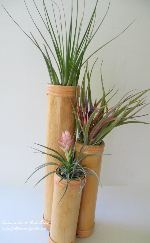 Air Plants https://ourfairfieldhomeandgarden.com/air-plant-palette/