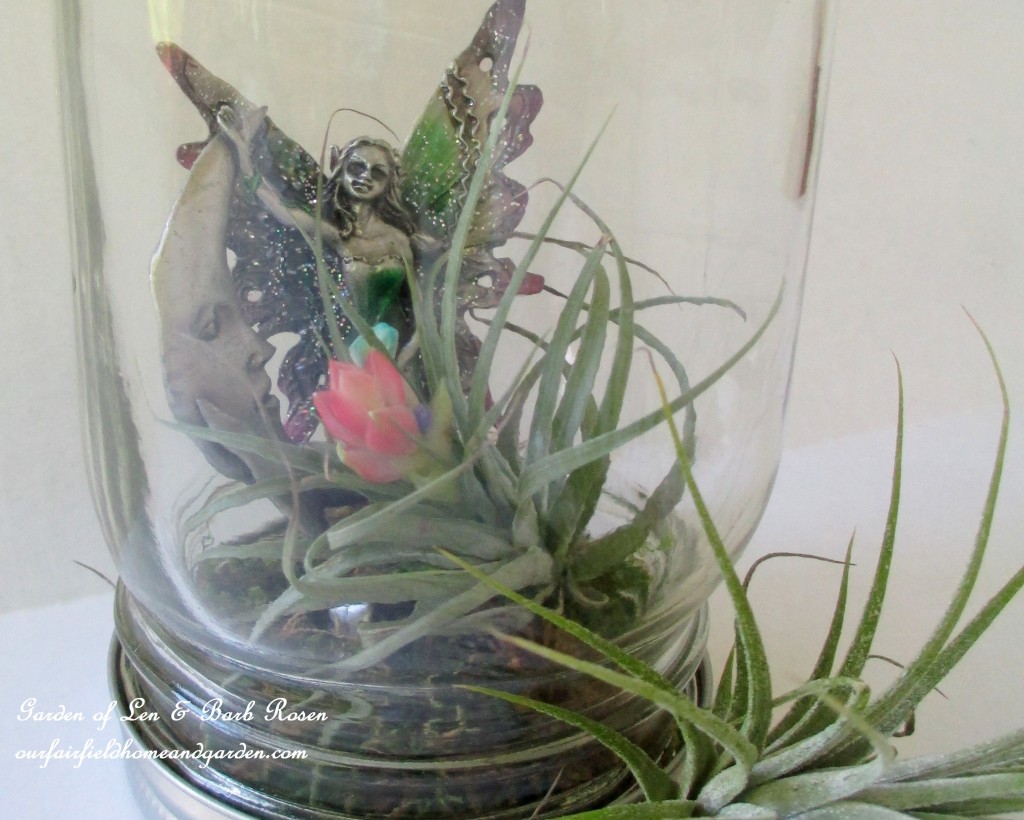 air plants https://ourfairfieldhomeandgarden.com/air-plant-palette/