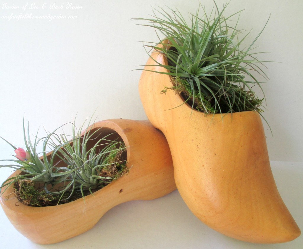 air plants https://ourfairfieldhomeandgarden.com/air-plant-palette/