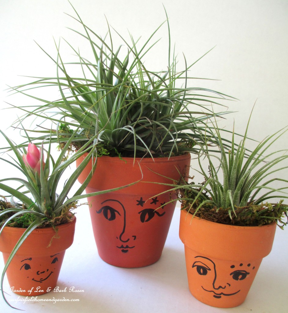 air plants https://ourfairfieldhomeandgarden.com/air-plant-palette/