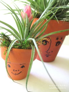 air plants https://ourfairfieldhomeandgarden.com/air-plant-palette/