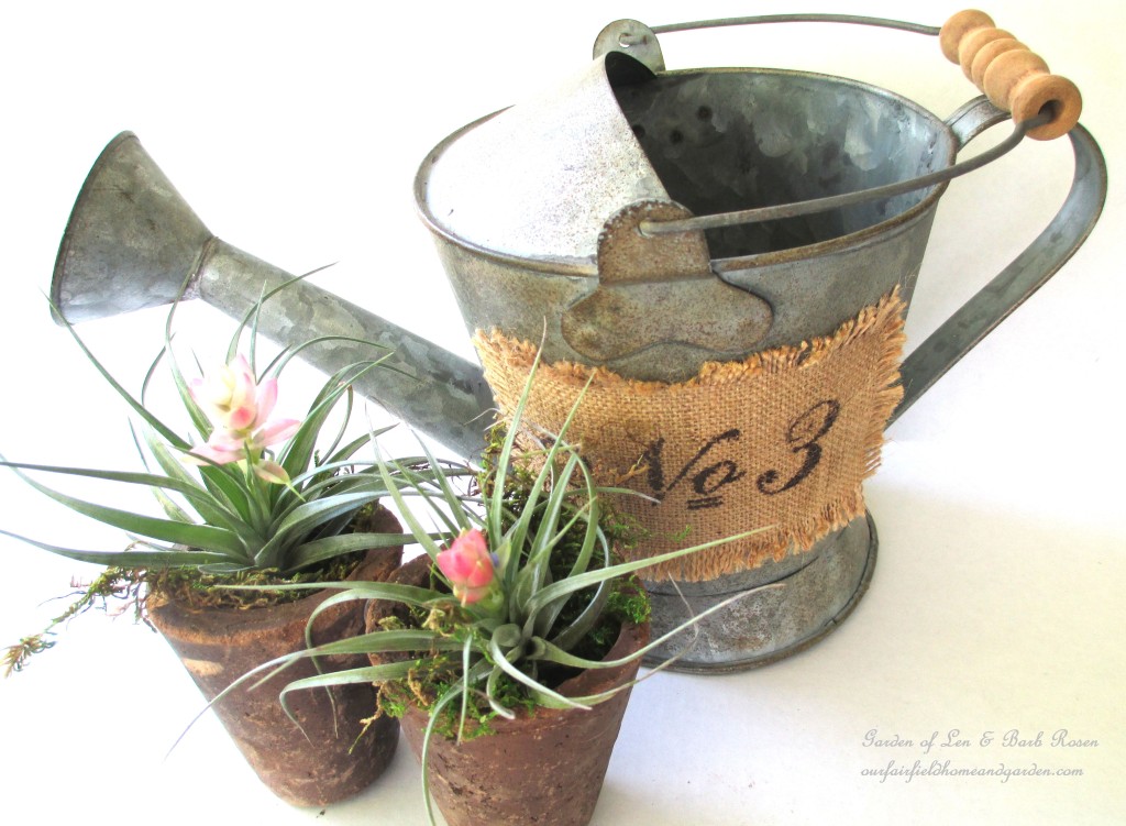 air plants https://ourfairfieldhomeandgarden.com/air-plant-palette/
