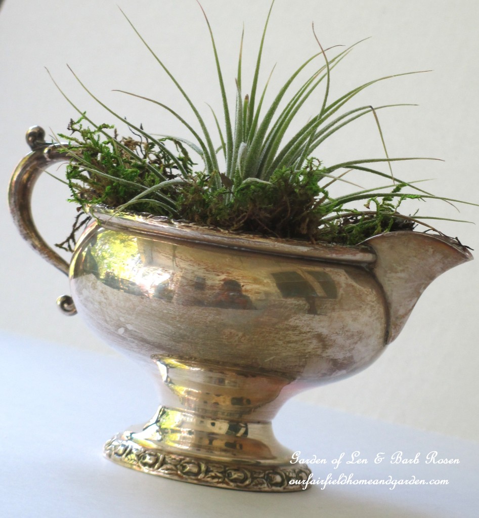 air plants https://ourfairfieldhomeandgarden.com/air-plant-palette/