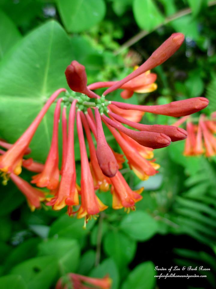 Lonicera https://ourfairfieldhomeandgarden.com/june-garden-our-fairfield-home-garden/
