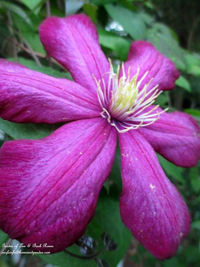 Pink Clematis https://ourfairfieldhomeandgarden.com/june-garden-our-fairfield-home-garden/