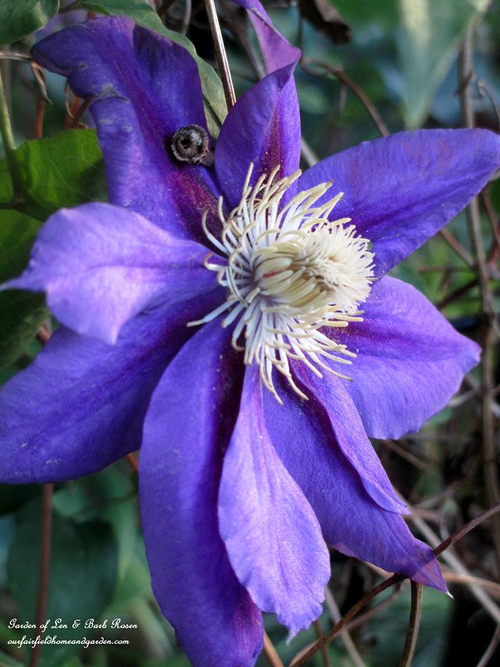 Clematis https://ourfairfieldhomeandgarden.com/june-garden-our-fairfield-home-garden/