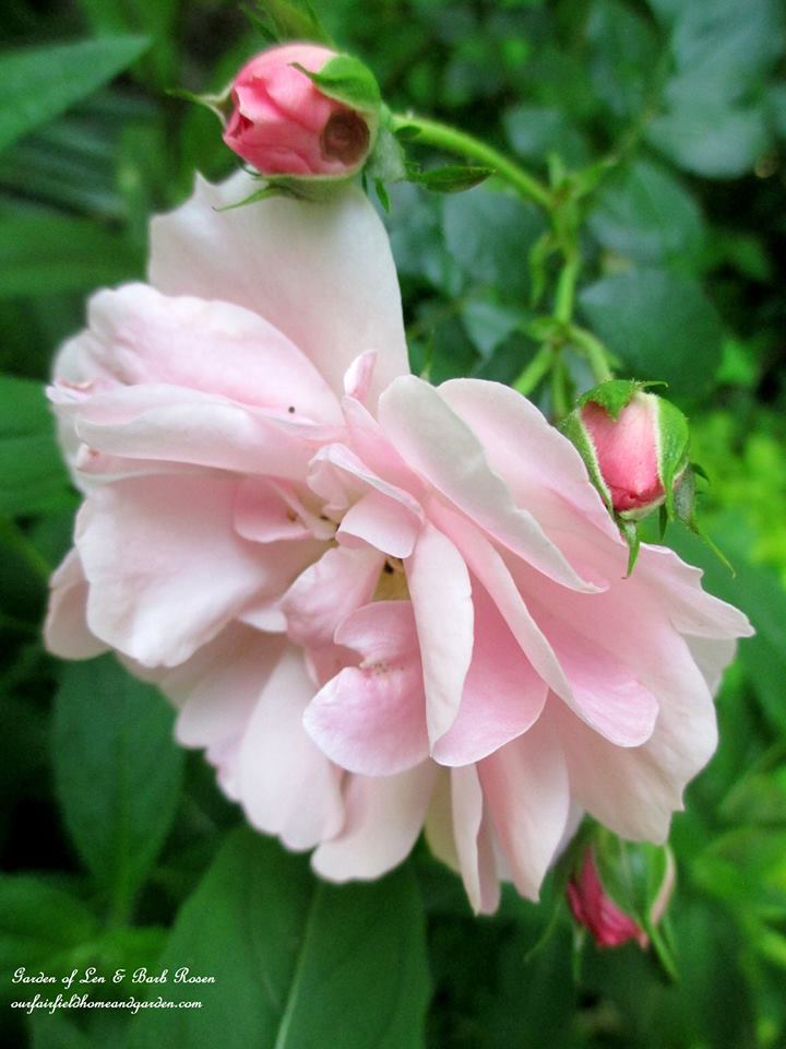 Fairy Rose https://ourfairfieldhomeandgarden.com/june-garden-our-fairfield-home-garden/