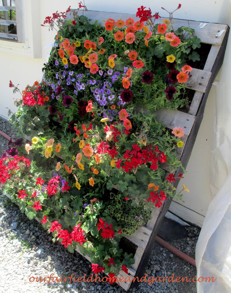 Pretty Pallet Planter with Petunias! https://ourfairfieldhomeandgarden.com/container-gardens-our-fairfield-home-garden/