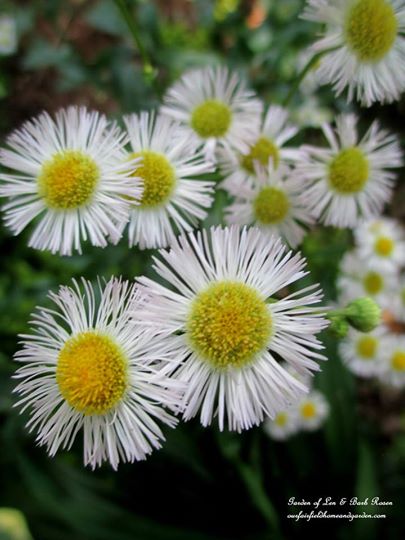 Fleabane https://ourfairfieldhomeandgarden.com/june-garden-our-fairfield-home-garden/