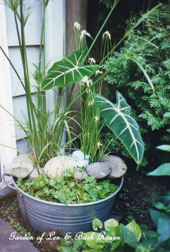 Tub Water Garden https://ourfairfieldhomeandgarden.com/a-trip-down-memory-lane-my-former-garden/