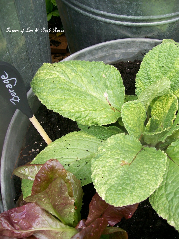 Galvanized Container Garden https://ourfairfieldhomeandgarden.com/container-gardens-our-fairfield-home-garden/