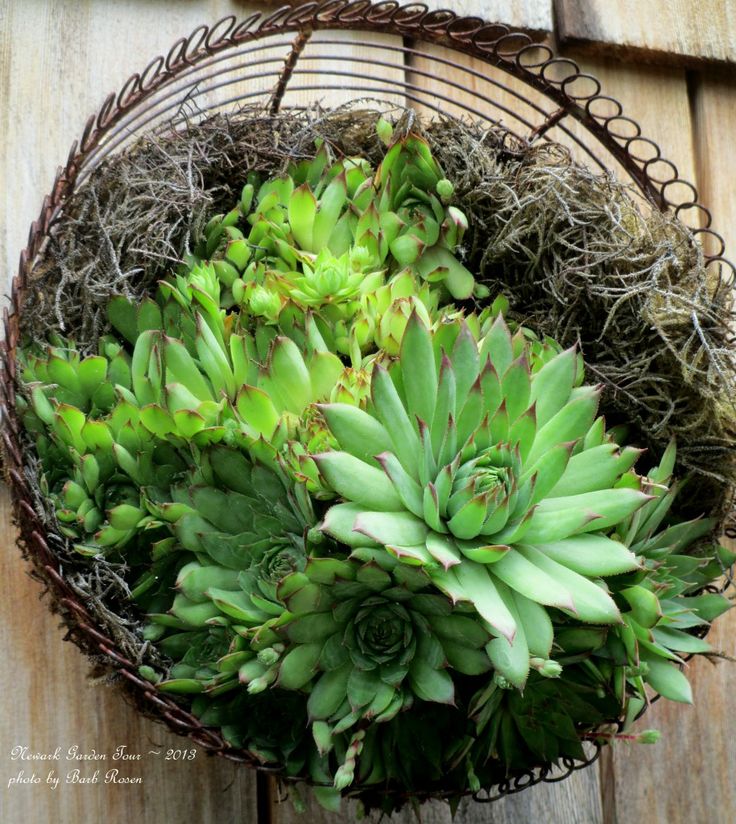 Succulents in a wire basket https://ourfairfieldhomeandgarden.com/container-gardens-our-fairfield-home-garden/