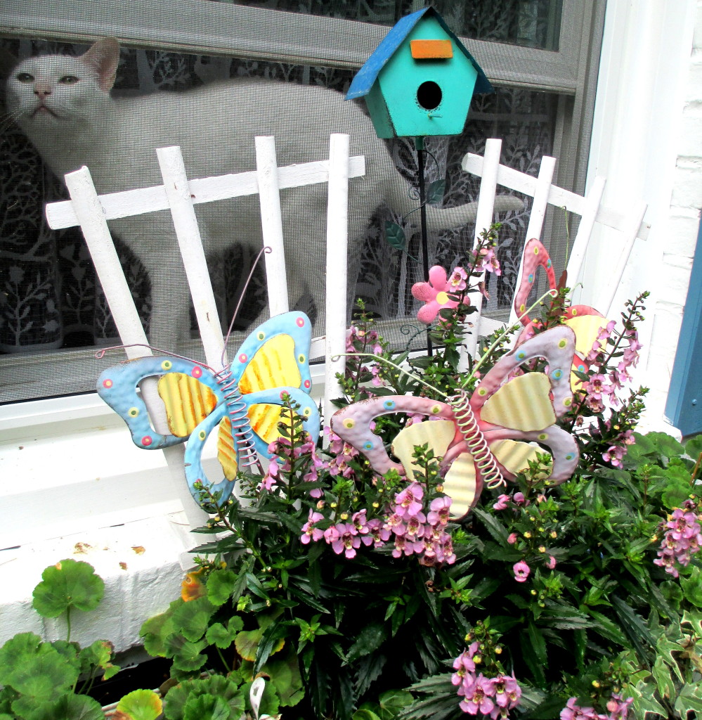cat in the window https://ourfairfieldhomeandgarden.com/june-garden-our-fairfield-home-garden/