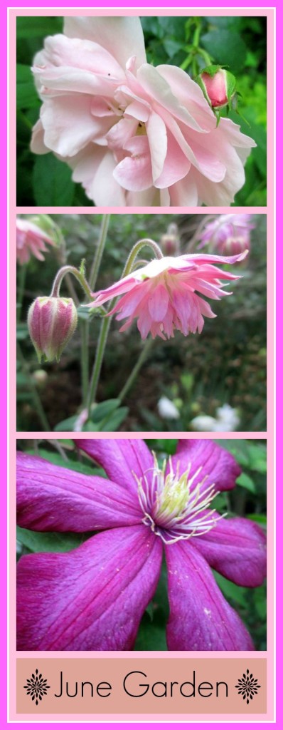 June garden https://ourfairfieldhomeandgarden.com/june-garden-our-fairfield-home-garden/