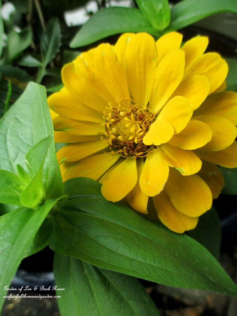 Zinnia https://ourfairfieldhomeandgarden.com/june-garden-our-fairfield-home-garden/