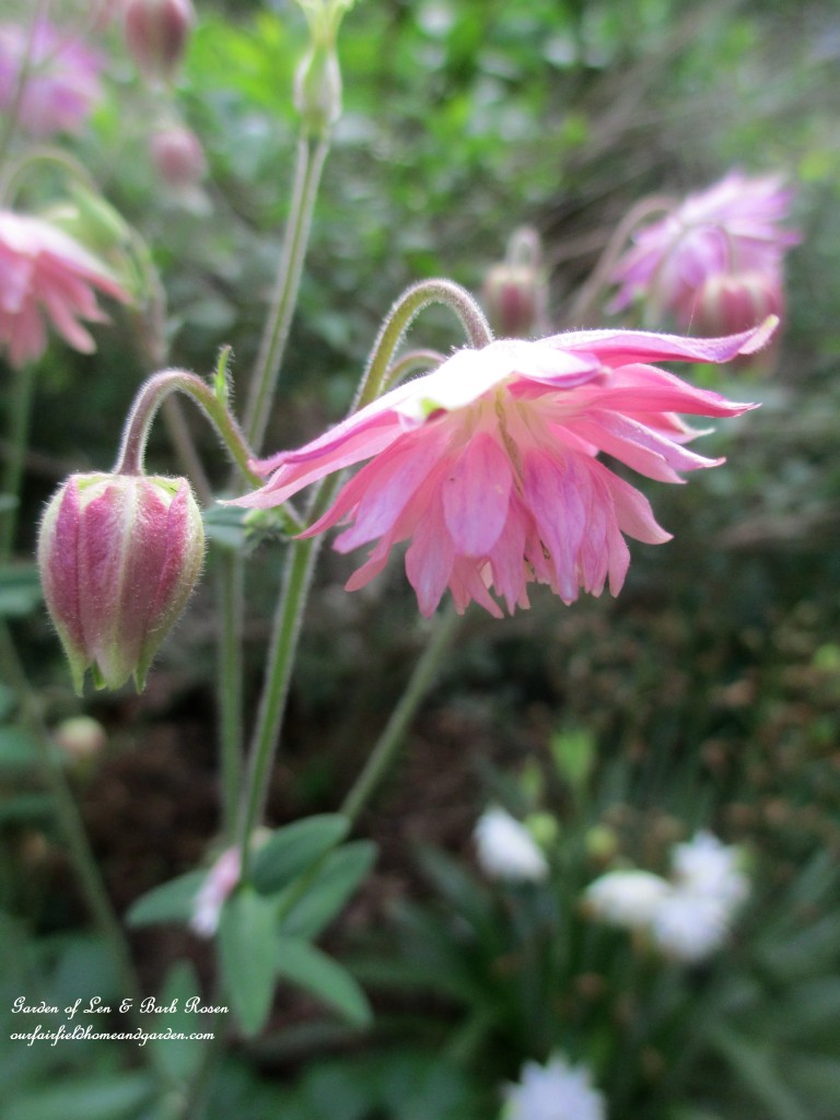 Pink Columbine https://ourfairfieldhomeandgarden.com/june-garden-our-fairfield-home-garden/