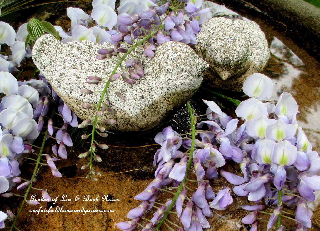 Wisteria blooms https://ourfairfieldhomeandgarden.com/june-garden-our-fairfield-home-garden/