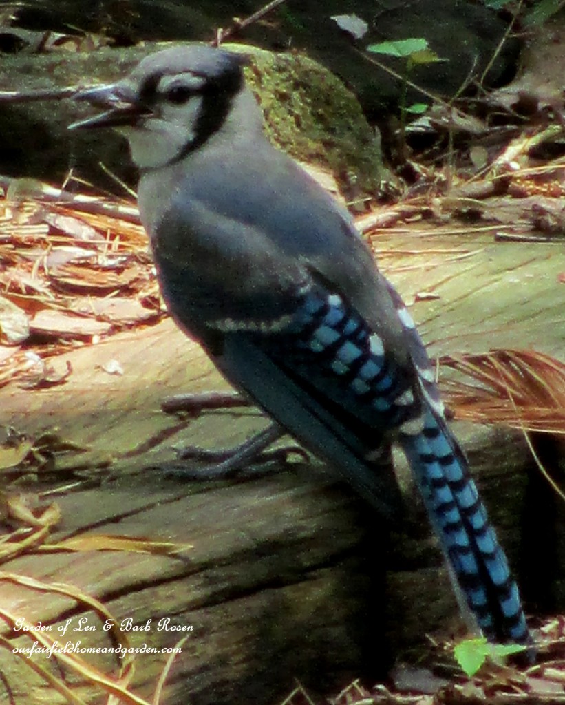 Blue Jay https://ourfairfieldhomeandgarden.com/diy-bird-baths-bring-birds-to-your-garden/