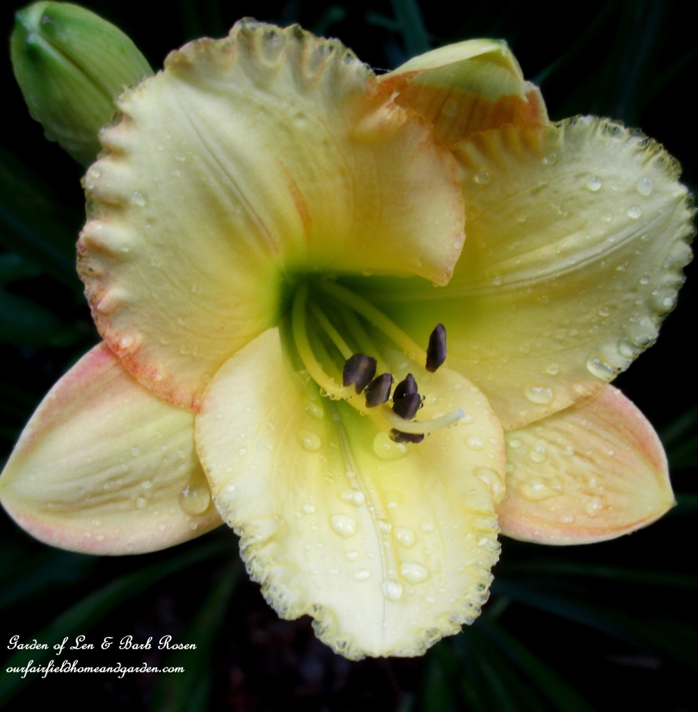 Day Lily https://ourfairfieldhomeandgarden.com/in-a-summer-garden-our-fairfield-home-garden/