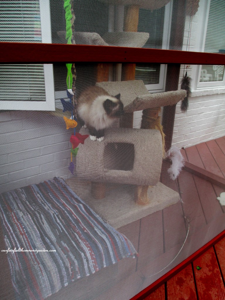 Catio https://ourfairfieldhomeandgarden.com/build-a-catio-a-tiny-screen-house-for-kitty-cats/
