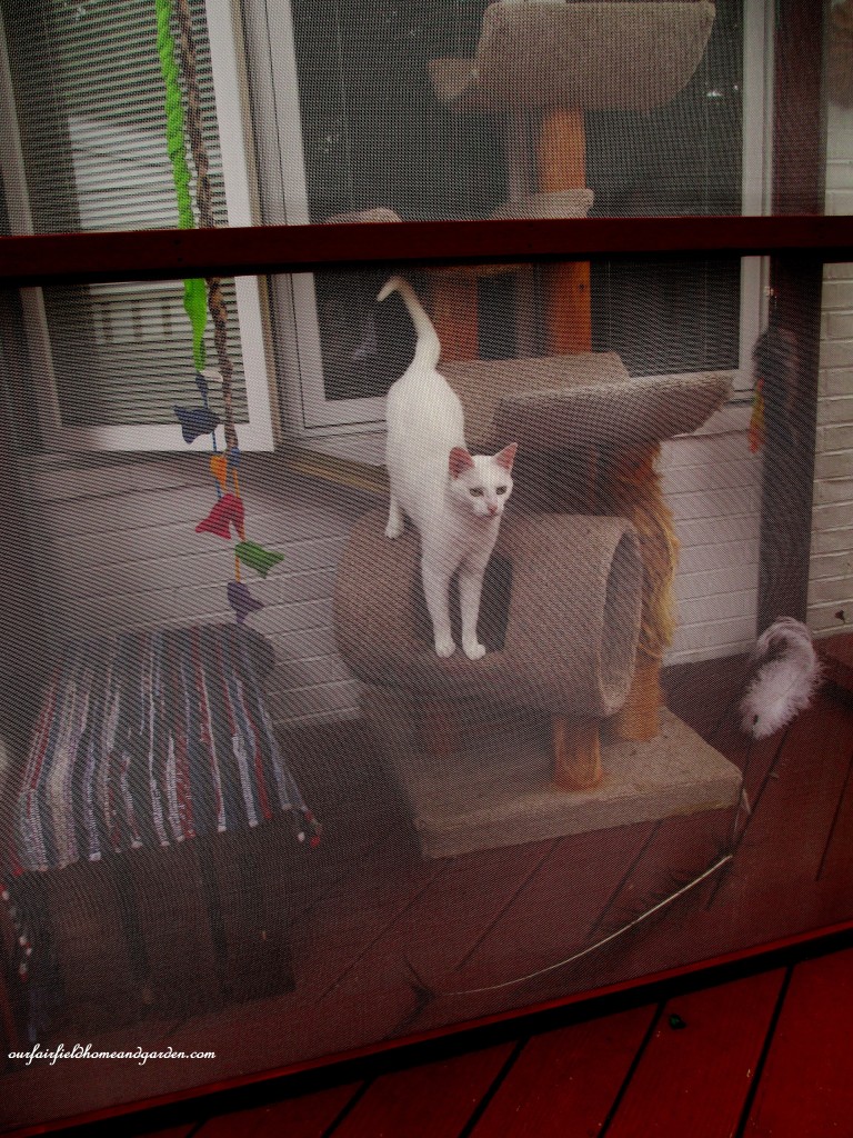 Catio https://ourfairfieldhomeandgarden.com/build-a-catio-a-tiny-screen-house-for-kitty-cats/