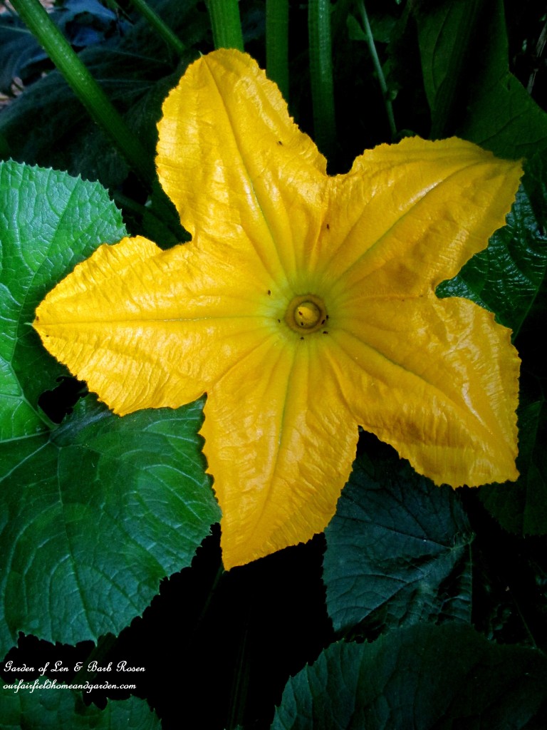 Squash Blossom https://ourfairfieldhomeandgarden.com/in-a-summer-garden-our-fairfield-home-garden/