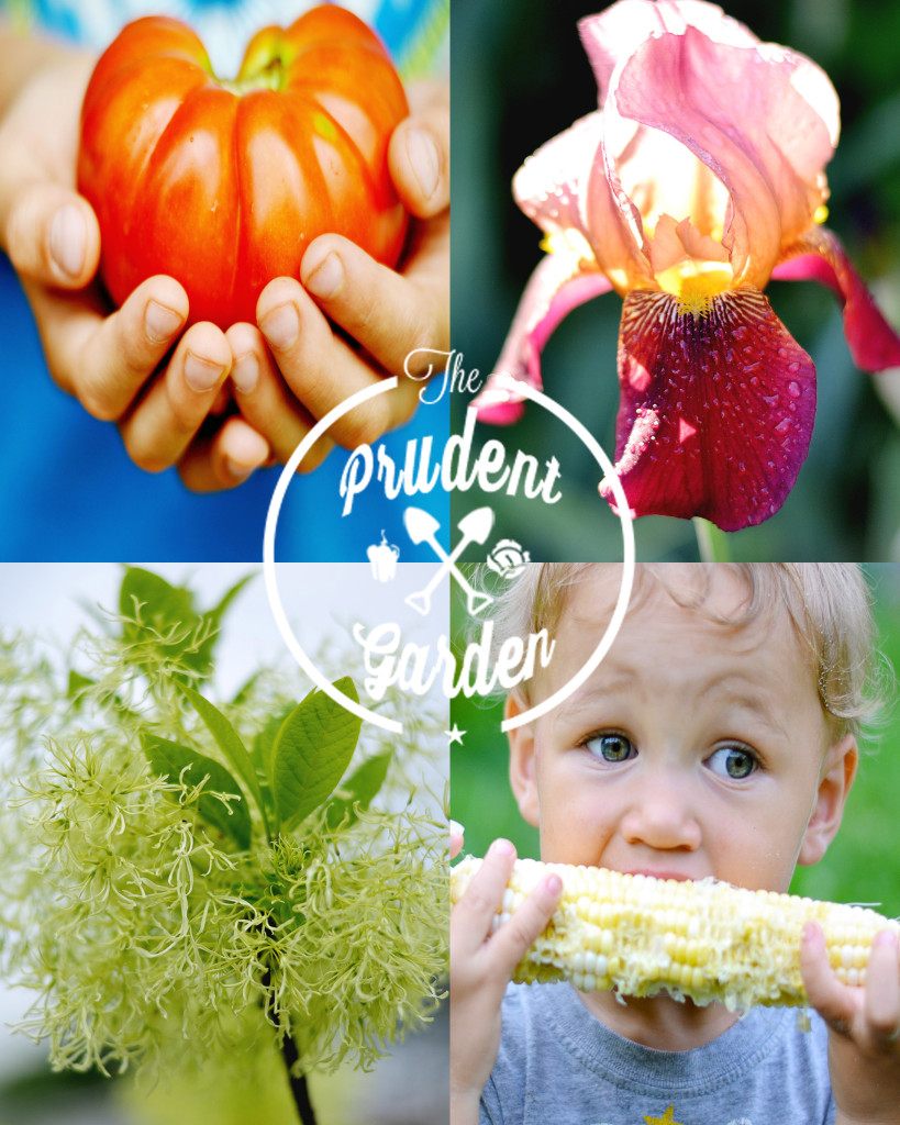 The Prudent Garden http://theprudentgarden.com/