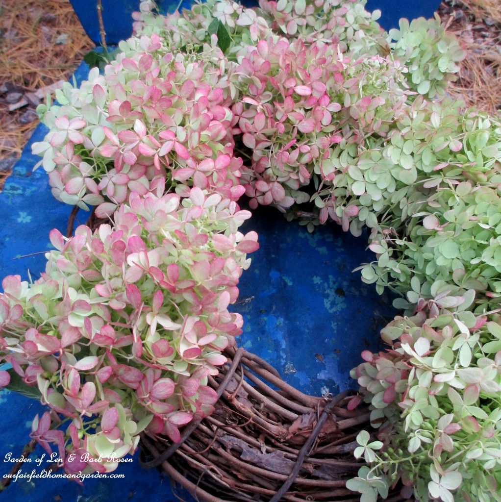 Making a Hydrangea wreath https://ourfairfieldhomeandgarden.com/diy-free-fall-wreath-using-hydrangeas/