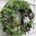 Make a Succulent Wreath https://ourfairfieldhomeandgarden.com/diy-project-make-a-succulent-wreath/