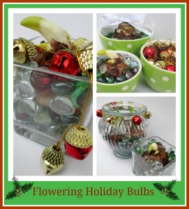 Flowering Holiday Bulbs https://ourfairfieldhomeandgarden.com/flowering-holiday-bulbs/