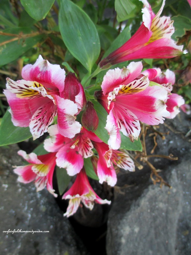 Alstroemeria https://ourfairfieldhomeandgarden.com/an-oregon-trip-proposal-rock-at-neskowin/