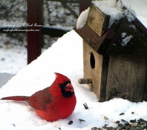 Time To Feed The Birds! https://ourfairfieldhomeandgarden.com/its-time-to-feed-the-birds/
