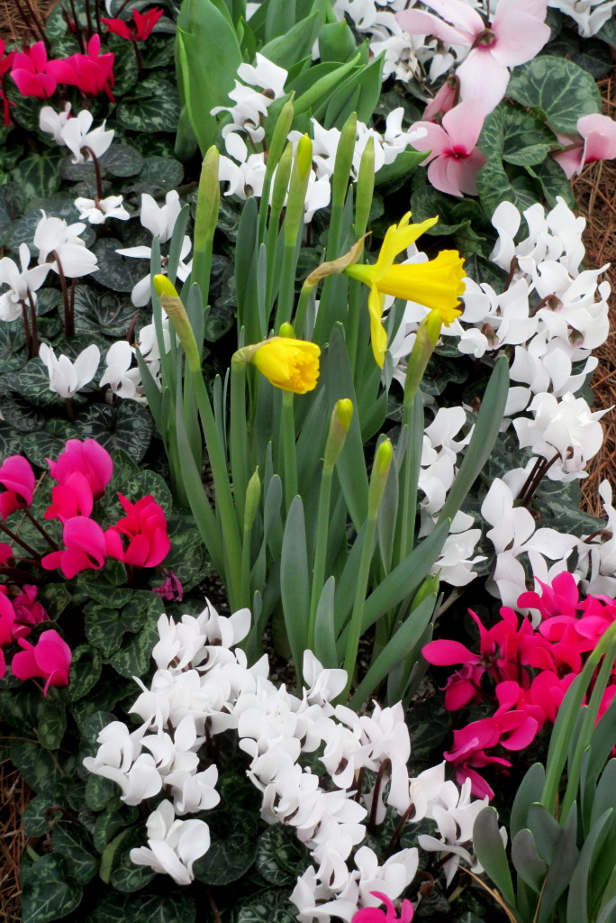 Spring Bulbs https://ourfairfieldhomeandgarden.com/a-visit-to-longwood-gardens-orchid-extravaganza-2015/