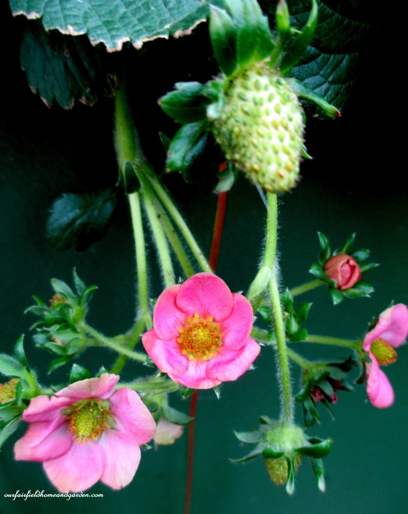 Greenhouse Strawberries https://ourfairfieldhomeandgarden.com/a-visit-to-longwood-gardens-orchid-extravaganza-2015/