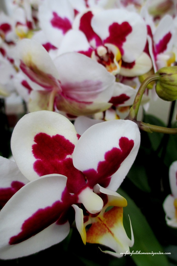 Longwood Gardens Orchids https://ourfairfieldhomeandgarden.com/a-visit-to-longwood-gardens-orchid-extravaganza-2015/
