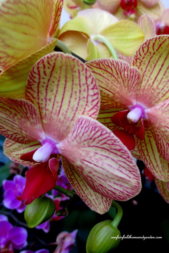 Longwood Gardens Orchids https://ourfairfieldhomeandgarden.com/a-visit-to-longwood-gardens-orchid-extravaganza-2015/