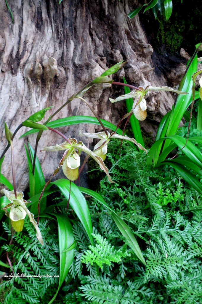 Woodland Orchids~ Longwood Gardens https://ourfairfieldhomeandgarden.com/a-visit-to-longwood-gardens-orchid-extravaganza-2015/