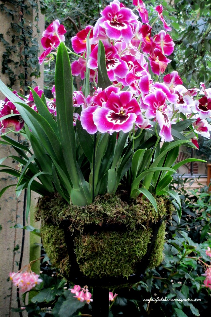 Orchid Basket https://ourfairfieldhomeandgarden.com/a-visit-to-longwood-gardens-orchid-extravaganza-2015/