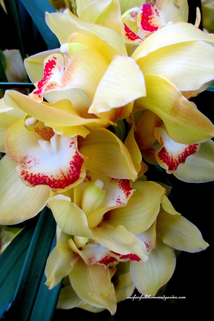 Longwood Gardens Orchids https://ourfairfieldhomeandgarden.com/a-visit-to-longwood-gardens-orchid-extravaganza-2015/