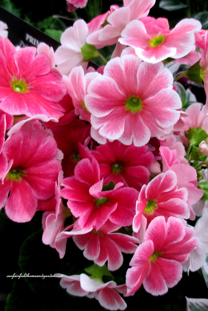 Primroses https://ourfairfieldhomeandgarden.com/a-visit-to-longwood-gardens-orchid-extravaganza-2015/