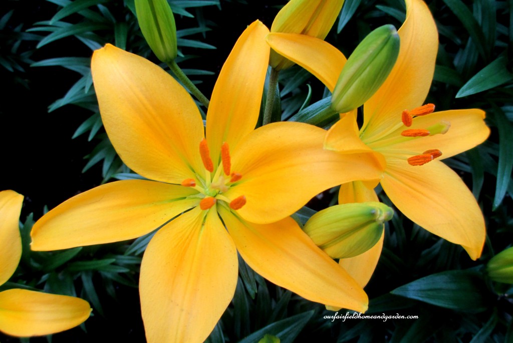 Asiatic Lilies https://ourfairfieldhomeandgarden.com/a-visit-to-longwood-gardens-orchid-extravaganza-2015/