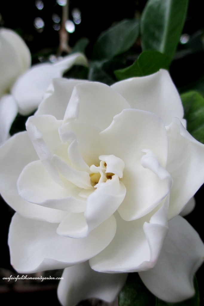 Gardenia Blossom https://ourfairfieldhomeandgarden.com/a-visit-to-longwood-gardens-orchid-extravaganza-2015/