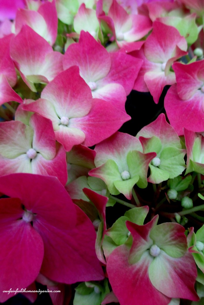 Hydrangea Blooms https://ourfairfieldhomeandgarden.com/a-visit-to-longwood-gardens-orchid-extravaganza-2015/